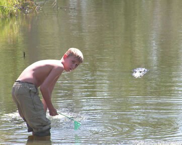 Podstępny aligator