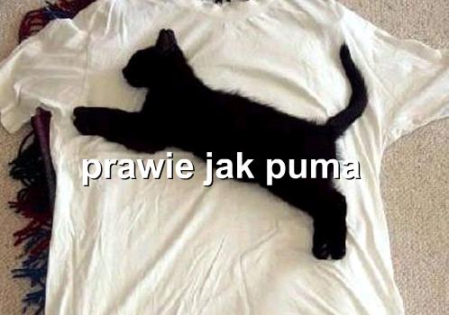 Prawie jak puma