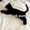 Prawie jak puma